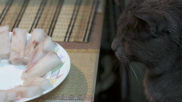 Cat stealing food from the table. Gray cat steals piece of fish from kitchen table.