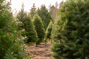Christmas Trees waiting to be cut for the holiday.
