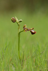 Mirror orchid, Ophrys speculum, Andalusia, Southern Spain.