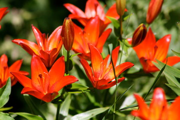 Orange Lilly Blossoms