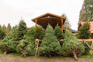 Freshly Cut Christmas Trees Ready to be Decorated