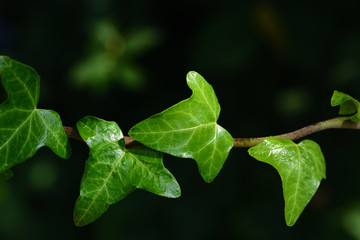 Closeup of green fresh ivy in front of dark background in summer