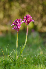 Pink Butterfly Orchid, Orchis papilionacea, Andalusia, Spain