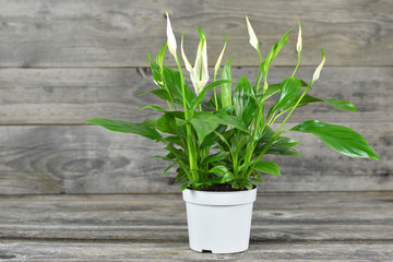 Peace lily in flowerpot on wooden background