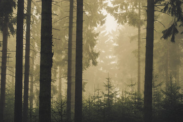 fog and dark trees in the forest