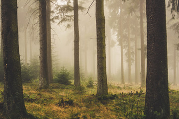 fog and dark trees in the forest