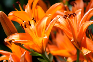 Obraz premium Tiger Lily 