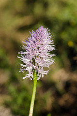Naked Man Orchid, Orchis italica, Andalusia, Southern Spain.