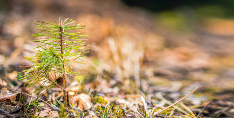 Afforestation. Young pine planted  on plot with sandy soil, pine sapling. Small trees