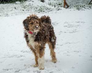 Dog loving snowy day