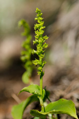 Gennaria diphylla, Two-leaved, Two leaved Gennaria orchid, Andalusia, Spain