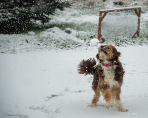 Dog catching a snowball