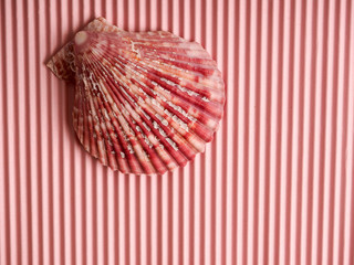 white seashells and starfish on pink corrugated paper, copy space