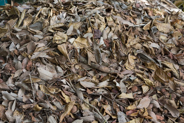 dried leaves scatted randomly creating random pattern