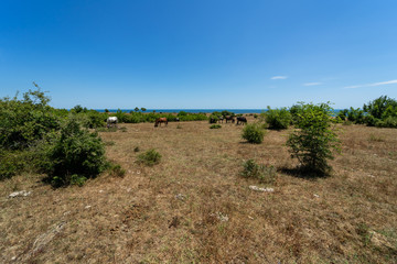 Cape Emine. The Bulgarian Black Sea Coast. In the background a herd of wild horses.