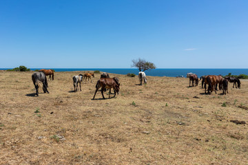 Fototapeta na wymiar Wild horses from Cape Emine. The Bulgarian Black Sea Coast.