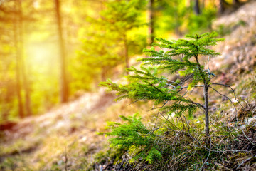 Afforestation. Young spruce planted  on plot with nature soil, spruce sapling. Small trees in...