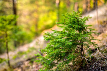 Afforestation. Young spruce planted  on plot with nature soil, spruce sapling. Small trees in...