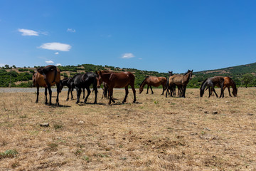Wild horses from Cape Emine. The Bulgarian Black Sea Coast.