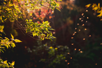 M&uuml;ckenschwarm im Gegenlicht