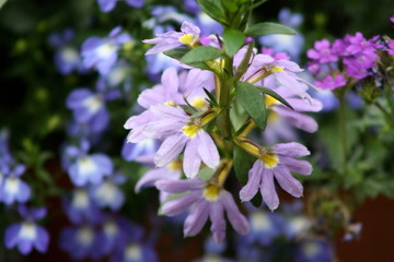 Lobelia Flower 