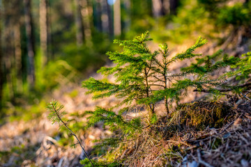 Afforestation. Young spruce planted  on plot with nature soil, spruce sapling. Small trees in...
