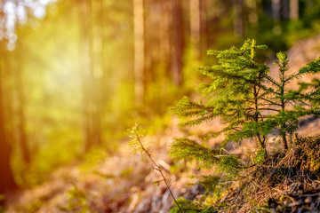 Afforestation. Young spruce planted  on plot with nature soil, spruce sapling. Small trees in...