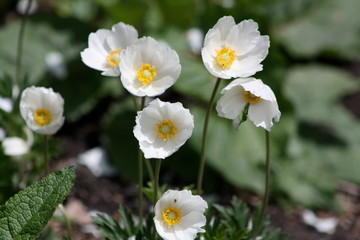 White Flowers with Yellow Center