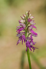 Hybrid orchid, orchis italica x orchis anthropophora = orchis bivonae tod, Andalusia, Spain.