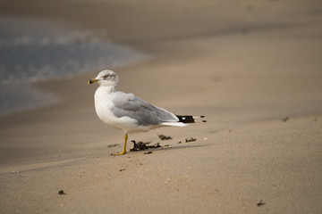 Seagull on Sand