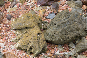 a small rock with unique formation, surrounded by small colored small stones