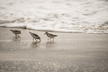 Three Young Seagulls on the Beach