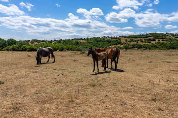 Fototapeta na wymiar Wild horses from Cape Emine. The Bulgarian Black Sea Coast.