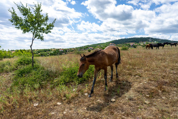 Naklejka na ściany i meble Lone wild horse from Cape Emine. The Bulgarian Black Sea Coast.