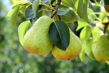 Reife gelbe Birnen am Baum - Birnenernte - Erntezeit in S&uuml;dtirol