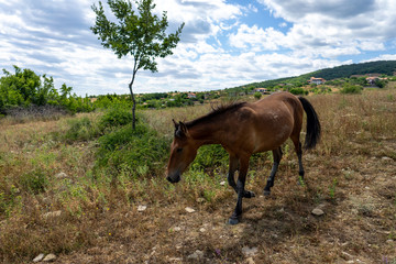 Lone wild horse from Cape Emine. The Bulgarian Black Sea Coast.