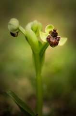 Bumblebee orchid, Ophrys bombyliflora, Andalusia, Spain