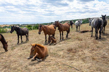 Fototapeta premium Wild horses from Cape Emine. The Bulgarian Black Sea Coast.