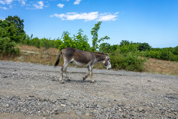 A lone donkey walks along a dirt road. Cape Emine. The Bulgarian Black Sea Coast.