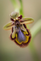 Mirror orchid, Ophrys speculum, Andalusia, Southern Spain.