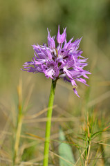Naked Man Orchid, Orchis italica, Andalusia, Southern Spain.