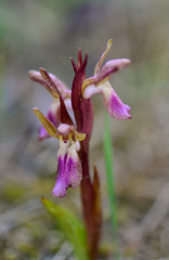 Fan-lipped Orchid, Orchis saccata also known as Orchis collina, wild orchid in Andalusia, Southern Spain