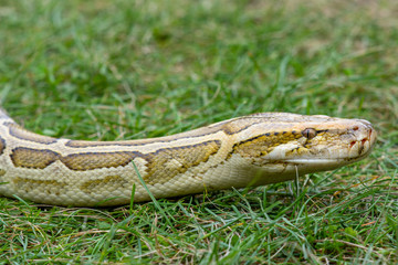 Strangler snake's head