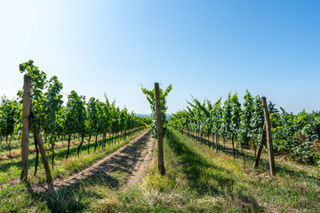 Fototapeta na wymiar South moravian vineyards in Podyji