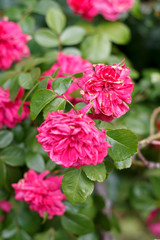 garden rose shrub with crimson flowers
