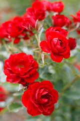 red garden roses on a Bush close-up
