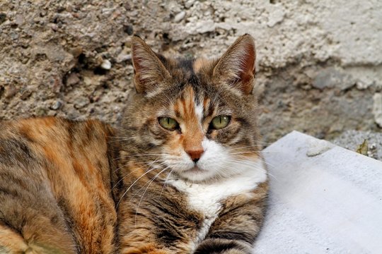 Cat poses while photo is taken. Cute and beautiful house cat in the garden. Cat resting in the garden.