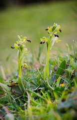 Ophrys fusca, sombre bee-orchid or the dark bee-orchid, Andalusia, Spain