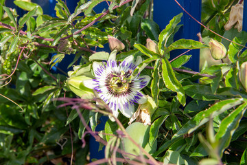 Die Blaue Passionsblume (Passiflora caerulea) ist eine Pflanzenart aus der artenreichen Gattung der...
