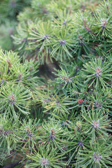 branches of a coniferous tree in nature close-up